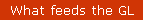 What feeds the GL
